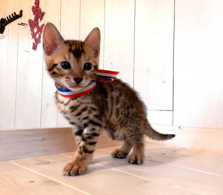 新しいお家が決定致しました。